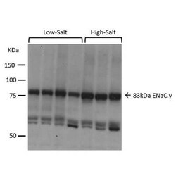 epithelial Sodium Channel gamma Antibody, Novus Biologicals 100 &mu;g;